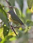 Nashville Warbler